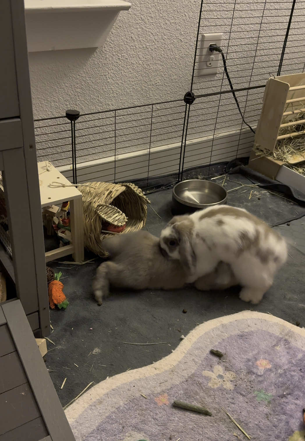 This happened a while ago but I’m just now noticing him munching on the fur ☠️☠️☠️ #bunny #rabbitsoftiktok 