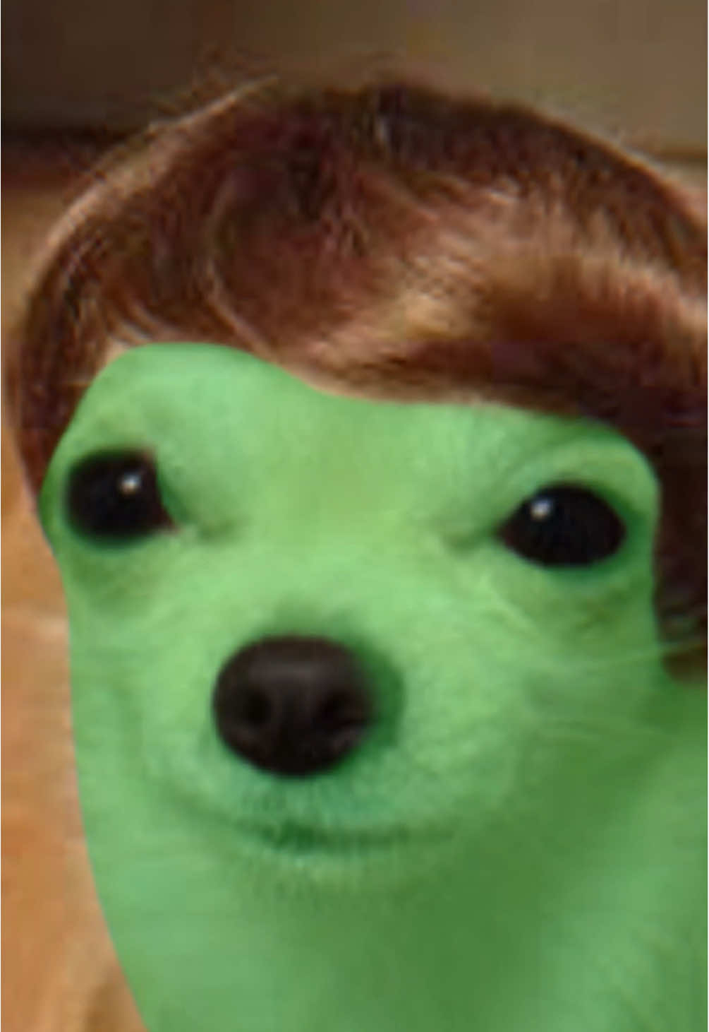 Gog also feels things deeply #Gog #Alien #Dog #emo #emosnotdead #fallforyou #secondhandserenade #emomusic #CapCut #fyp 