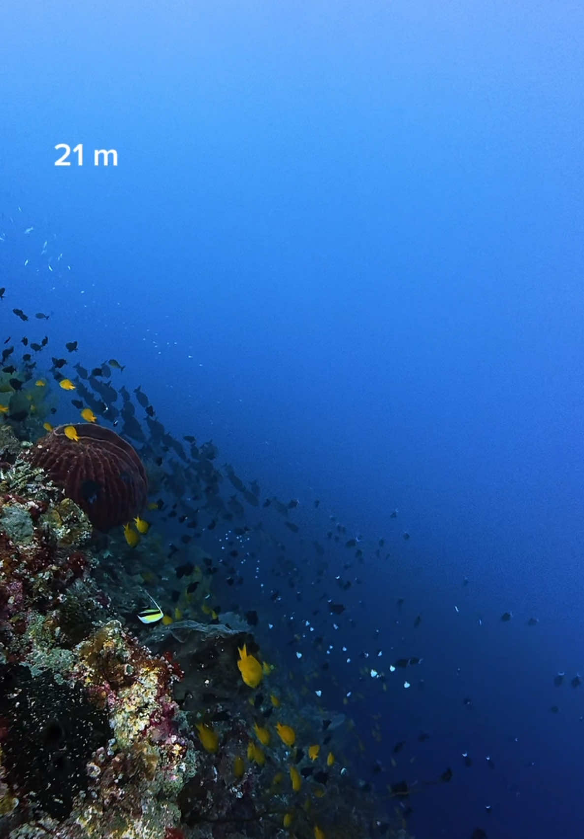 60 second menjelahi sekitar 20 meter kedalam laut… siapkan kasoami karena dibawah banyak ikan ee