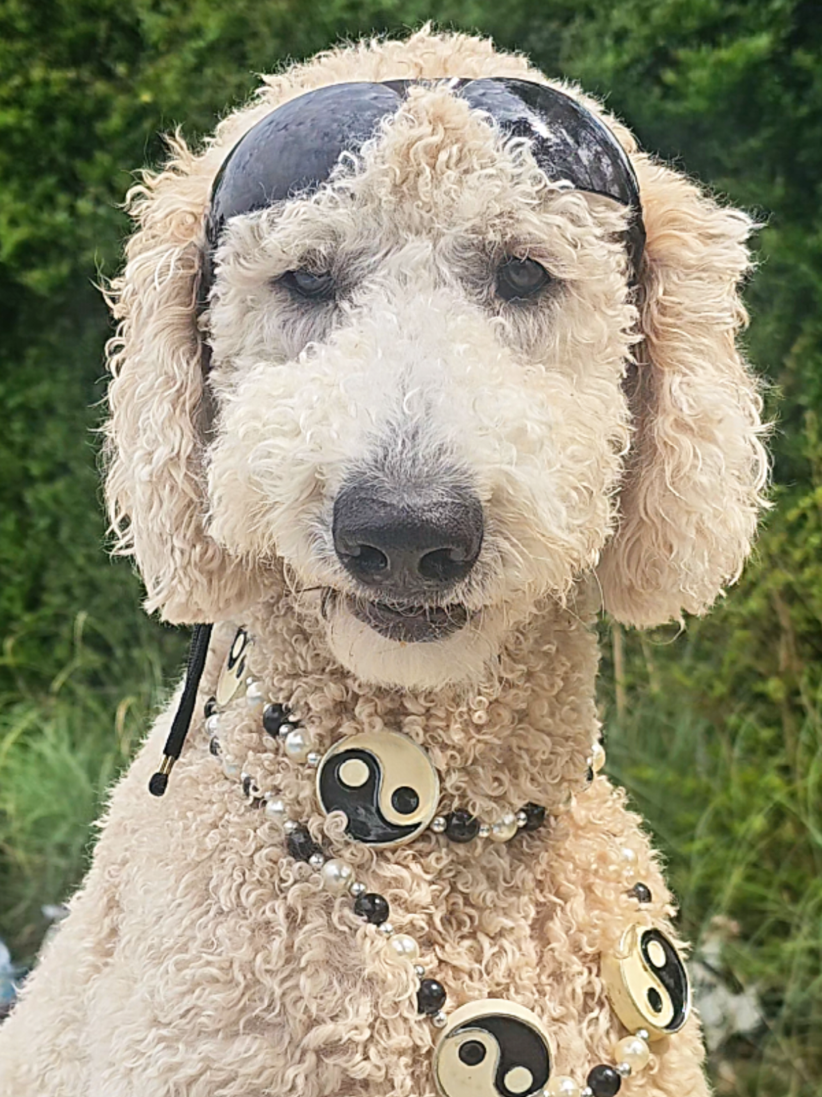 Cool Dog #cutedog #cutepet #dogsoftiktok #cooldog #doggo #petfun #doglover #fyp #trending  #dog #cool #pet #pawsup🐾♥️🐾 #kimbaandfriends 