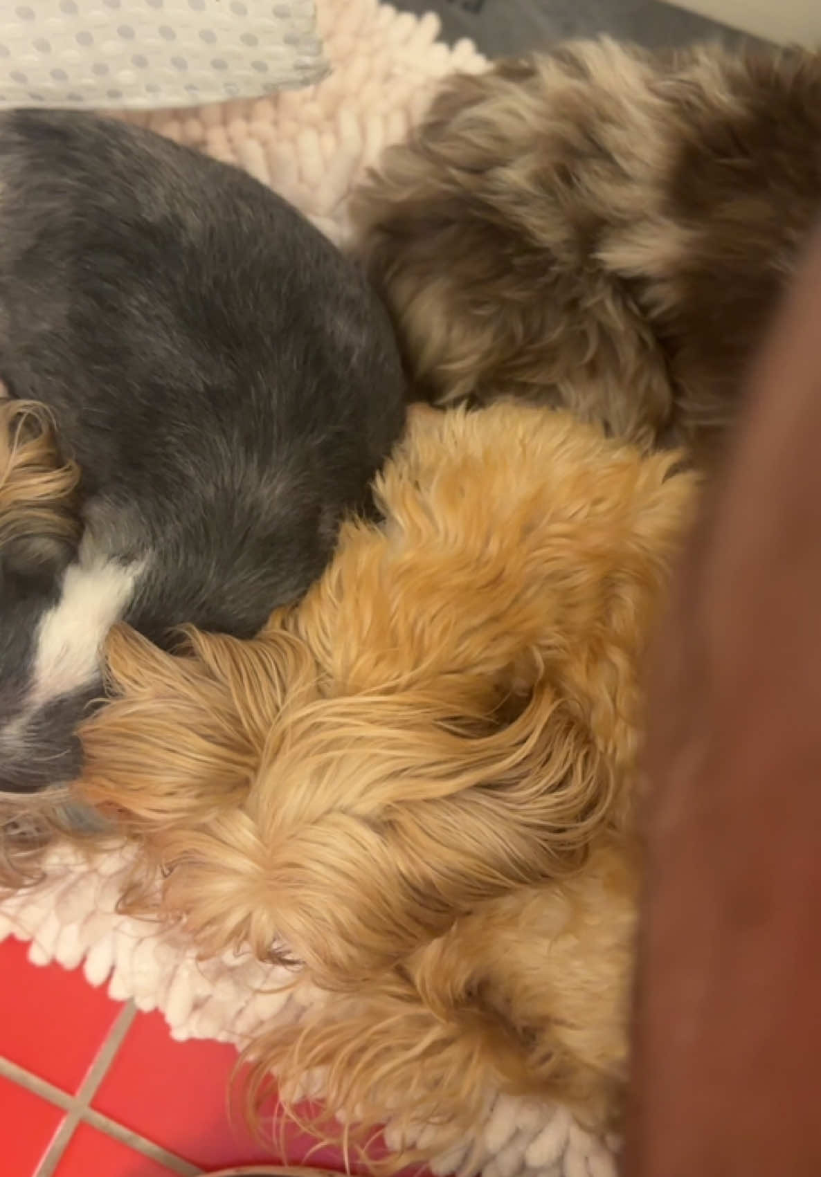 When you can’t even pee in peace… because your security team has to make sure you’re safe first! All seven of my Yorkies followed me into the bathroom—stood guard for a minute… then fell asleep mid-shift, right between my legs! Now that’s love, loyalty, and a little too much cuteness for one bathroom break. #YorkieLife #VelcroDogs #YorkieGang #PawtectionSquad #CantPeeAlone #JeffsYorkiesAndBoutique