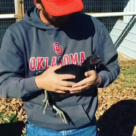 black pullets for those asking 300 apiece 2=500 shipped 