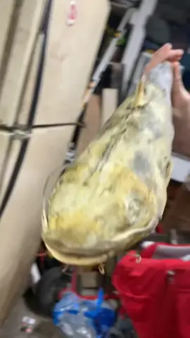 Bros most prized posession 😭 #petfish #fishpet #wtffff #funnyfish #funnyfishingvideos #fypppp 
