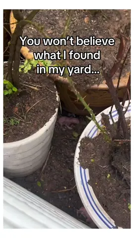 You won’t believe what it was! #wholesome #animals 