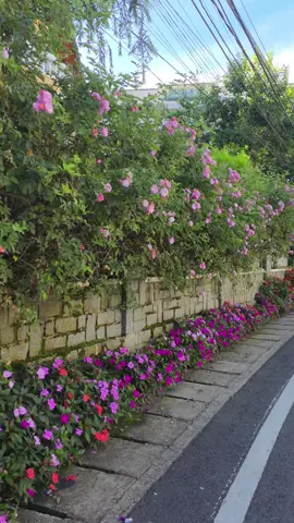Giàn hoa hồng đường Cô Bắc Cô Giang nở lại rồi nè m.n 😍#dalat #dalatstory #đàlạt #nguoingheoodalat #dalatreview 