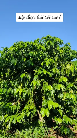 sắp hái rồi mọi người#trending #cooffee #xuhuong #nông dân#cà phê đa thân thả ngọn 