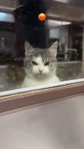😾laper ni woi dah 15 menit ga makan! Voice: Me (@azuraavrozz) Credit: (unknown) please DM for credit or removal! **✨ Follow now and enjoy animal voices like never before!** If you enjoyed this content and want to support my work, any donation is greatly appreciated! 🩵Your support helps me keep creating more of what you love. link support on my bio #azuraavoice #dubbing #japanesedubbing #animaldubbing #voiceacting #voiceover