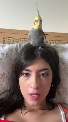 Yums, my nonchalant omnivorous boy #cockatiel #parrot #bird #yumyumthetiel #parrotsoftiktok #cockatielsoftiktok 