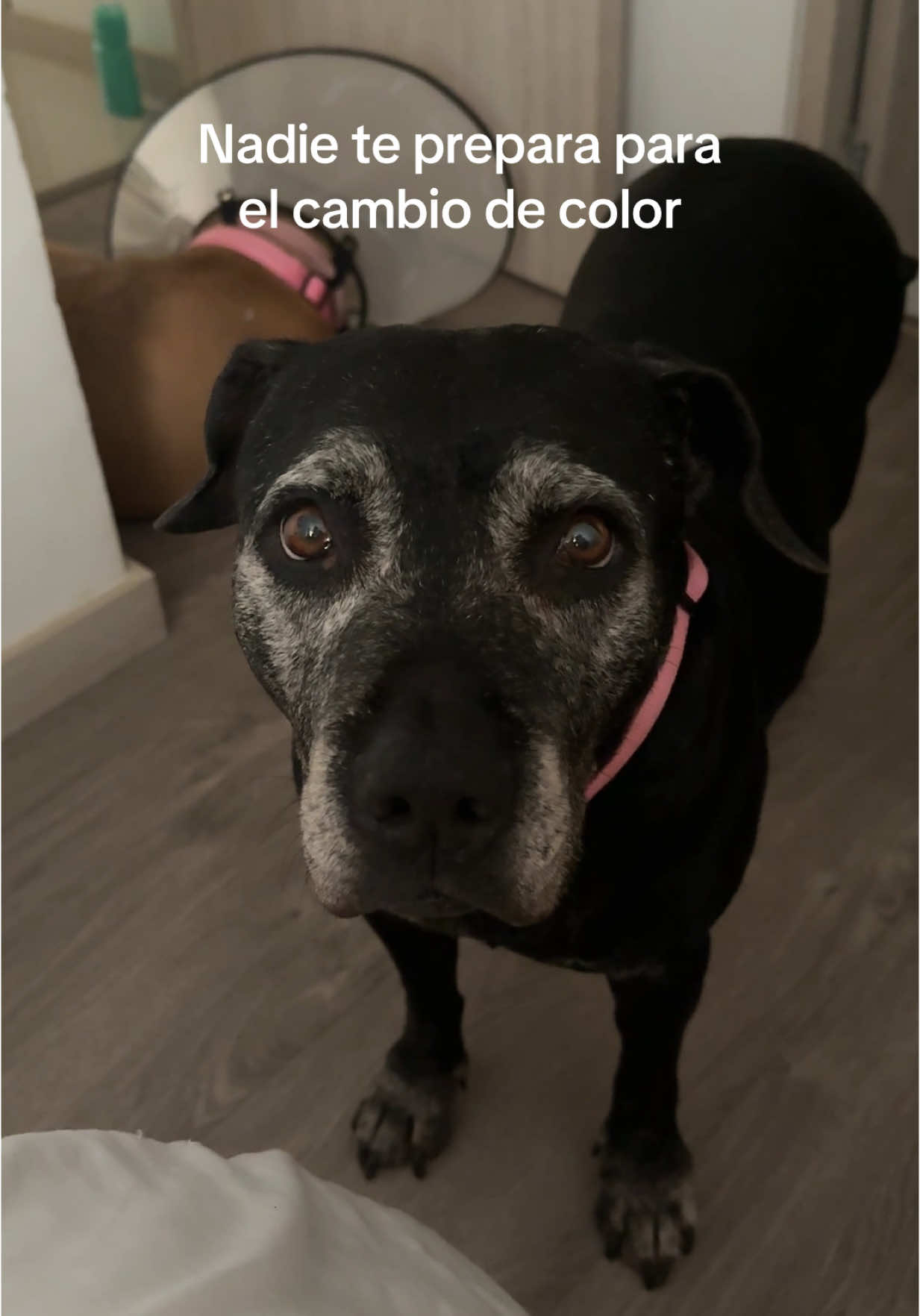 Te amoooo negra brillante✨, oso de anteojos, marrana roritaaaaa😍