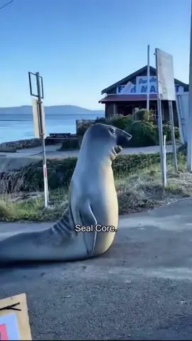 Seal core.🤣#seal #sealife #fyp #pet #PetsOfTikTok #funny #foryoupage 