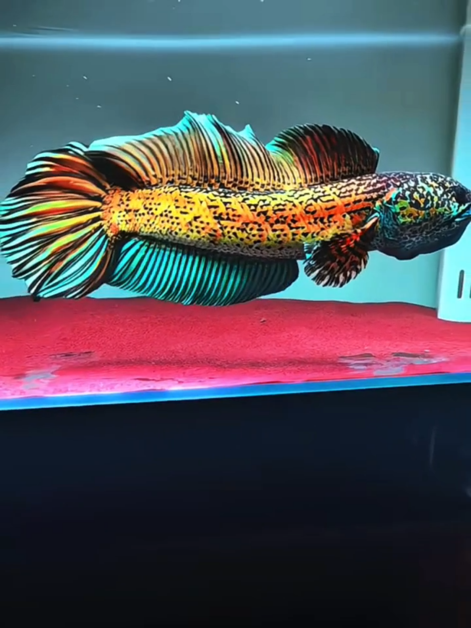 Rutinitas kecil yang bikin hari jadi lebih hidup🙌 #aquarium #ikanhias #hobby #aquascaping #aquascaper #aquascape #predatorfish #ikanpredator #channa #snakehead #aurantimaculata 