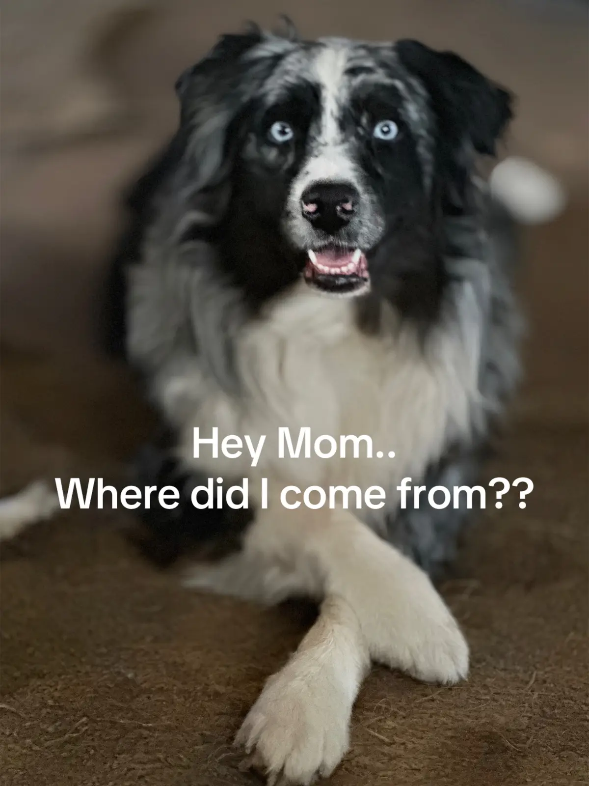 #dogs #australianshepherd #relateable #dogmom #creektheaussie #bluemerle #trendingnow #funnydog #hillbilly 