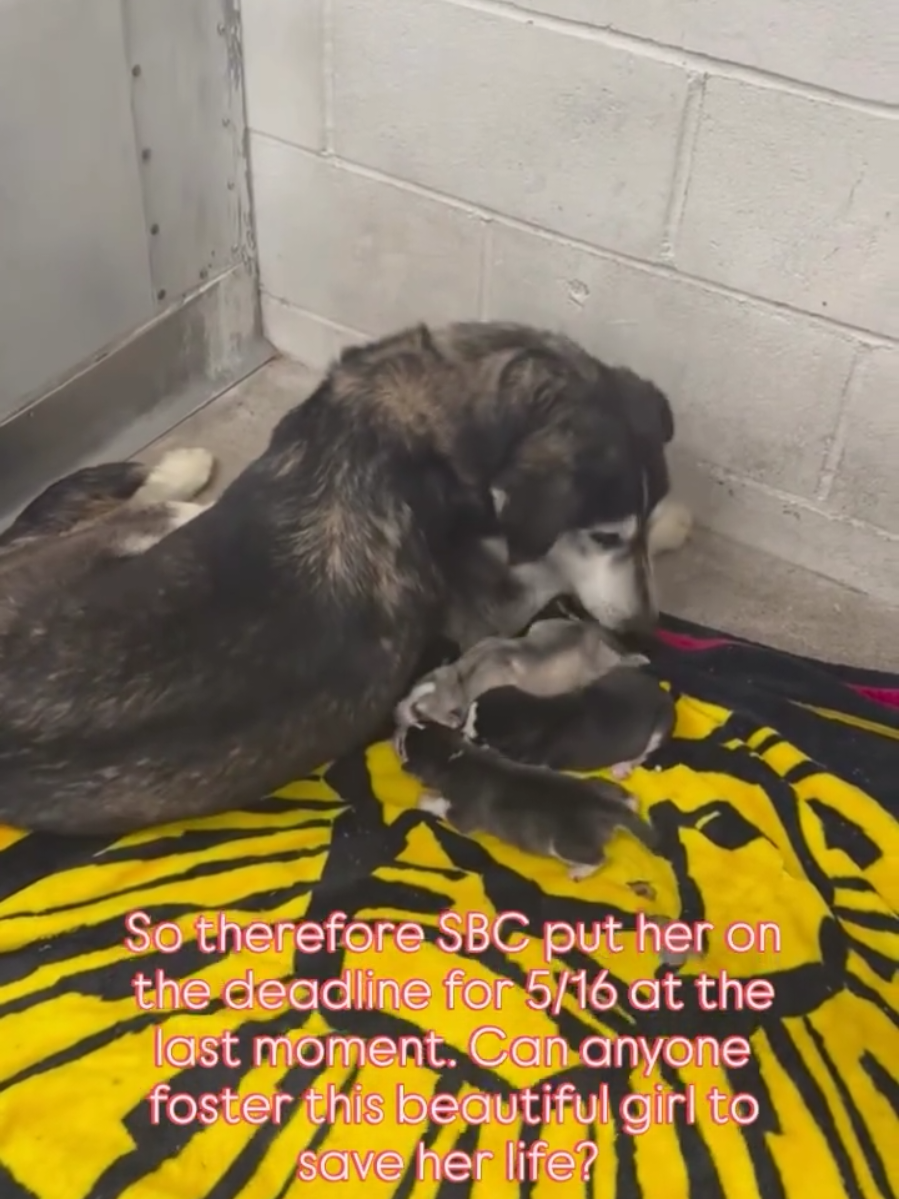 UPDATE!! Truffles & remaining 2 puppies were RESCUED 🎉💖✨️ 🚨🆘️BEAUTIFUL MOM & REMAINDER PUPPIES WILL BE EUTHANIZED TOMORROW 5/17 AT 2PM at SBC (San Bernardino)🆘️🚨 filthy disease ridden shelter is no place for precious momma & puppies! No wonder the puppies are dying 😭😭 Extended until 5/17 by 2pm DEADLINED because her NEWBORN babies are dying  #A578861 TRUFFLES is BEGGING for a FOSTER and RESCUE to save what's left of her family... Only THREE PUPPIES still alive 💔 TRUFFLES is a good mama but is on meds for an Upper respiratory infection and was VERY HUNGRY when the reporting party found her DUMPED AT THE SIDE of the road near his house (a popular dumping ground) - he kept her for about a day and described her as FRIENDLY but was not able to look after her through her confinement so he brought her to the shelter on 4/28 AND NOW she has given birth and NEEDS OUT to save her pups... TRUFFLES is listed as a female, gray and white Siberian Husky weighing 66lbs (when pregnant) of about 2 years old Shelter contact details The shelter is now open for walk through VIEWINGS every day between 11am and 4pm. Or contact 909 384-1304 or 909 384-7272 to make an appointment (ADOPT or RESCUE). RESCUES SHOULD CONTINUE to send emails to the shelter to place a hold on a dog San Bernardino City Animal Shelter  333 Chandler Place, San Bernardino, CA  Hours of operation:  Daily 10:00am to 5:00pm  Adoption and Rescues at counter stop 4:30PM)  Open on Wednesday until 6pm ADOPTERS PLEASE Telephone: (909) 384-1304 PRIMARY EMAIL (ONLY FOR RESCUES) FOR RESCUES: sbrescue@sbcity.org ‼️MAKE SURE THE DOG'S # ID NUMBER IS ON THE SUBJECT LINE AND ALSO STATE 
