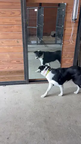 Punny sees itself in the mirror 🤪🤪🤪#dogsoftiktok #puppy #fyp #funny #animal 