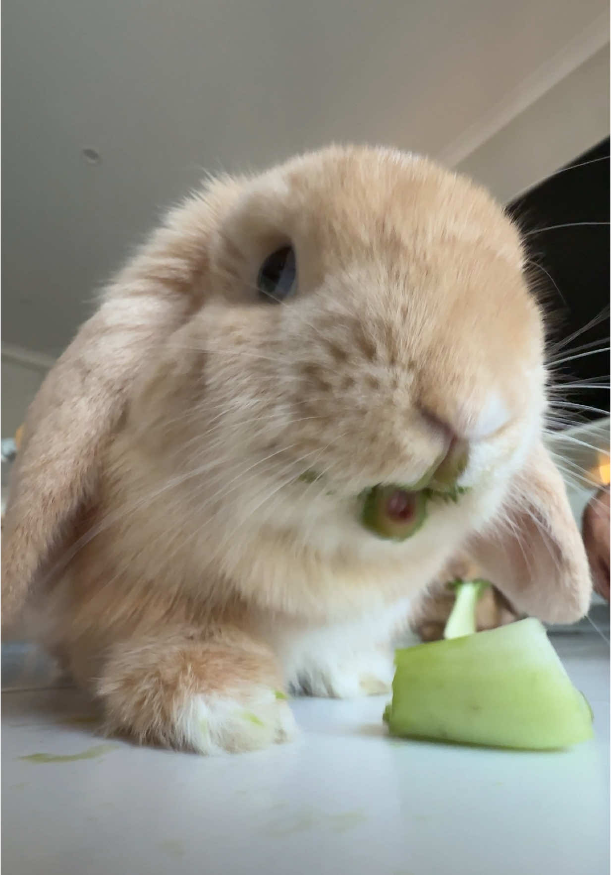 did someone say bok choy 🥬  #rabbitsoftiktok #bunnylife #capcutedit #voiceovervideo #funnyanimals #rabbitsdoingthings #viralbunnies #bunnybrothers #PetsOfTikTok #bunnychaos #capcuttemplate #petvoiceover #fyp #funnyrabbit #bunnycontent #rabbitvideo #petreels #bunnytok