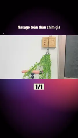 Masage toàn thân chim gia #massagechimgia #massagetoanthan #thinhhanh #trending #phunudocthan #giaitri #tamtrang #single #viral #tinhcam #gth #trutinh