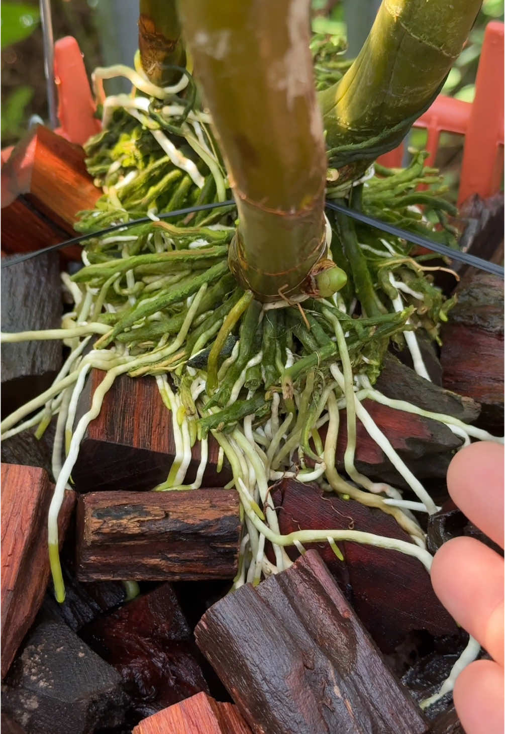 1 tuần bón phân 1 lần đây là bộ phân dành cho người không có thời gian #combo8 #phanbon #saitama #phanbonhuuco #phonglan #re #meochamcay #orchids #re 