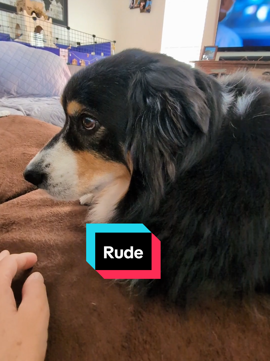 So roooode! #dogs #Siblings #upset #jealous #brother #funnydogs 