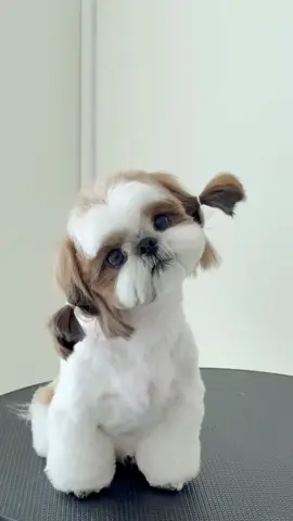 Love you ❤️💛#fyp #pet #dogsoftiktok #shihtzu #puppy #shihtzupuppy 