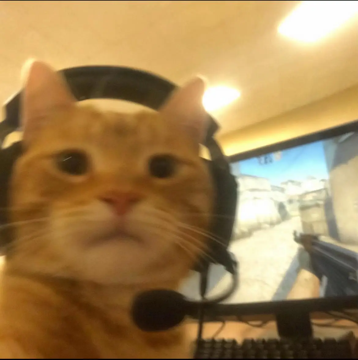 CODM CAT AVATAR#cod #avatar #pfp #fyp #fyp #fyp #fyp #fyp #fyp #fyp follow for more
