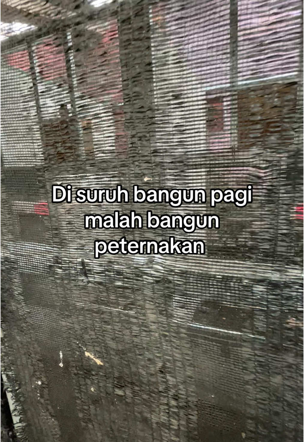 Khilaf jiie 🫣 #kicaumania #kicaumanianusantara #kicaumaniaindonesia #muraibatu #muraibatuindonesia #muraibatumania #peternakmuda #peternak #peternakmuraibatuindonesia #fyp #fyppppppppppppppppppppppp 