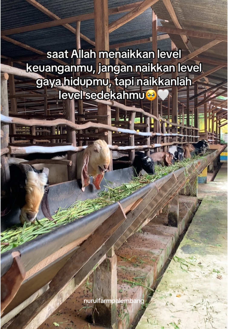 jangan lupaa berqurban tahun ini ya🥰 kambing qurban start 2jt PAS #nurulfarmpalembang #qurbanpalembang #kurbanpalembang #kambingpalembang #sapipalembang #sapiqurbanpalembang #kambingqurbanpalembang #peternakanpalembang #qurban2025 