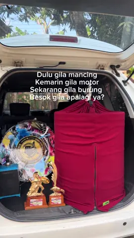 #lombaburung #muraibatuindonesia #kicaumania #muraijuara #storykicaumania 