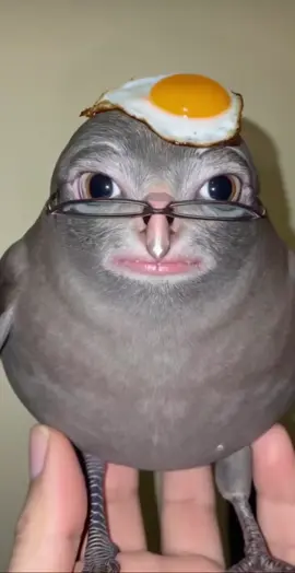look into the eyes and the egg  #weird #burd #bird #egg #creepy #scary #funny #help #meme #poop