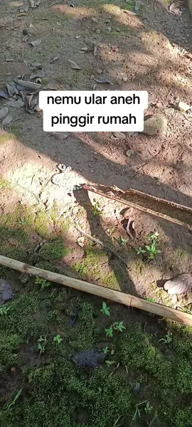 Gais cing bade naros ari ieu oray naon ???? #tiktok  #fyp  #video  #orangsunda  #jawabarat 