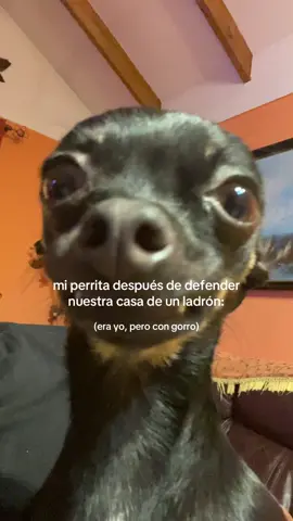 Ksjdjsjd le ladra a todo lo que se mueva #humor #perro #chihuahua #viral 