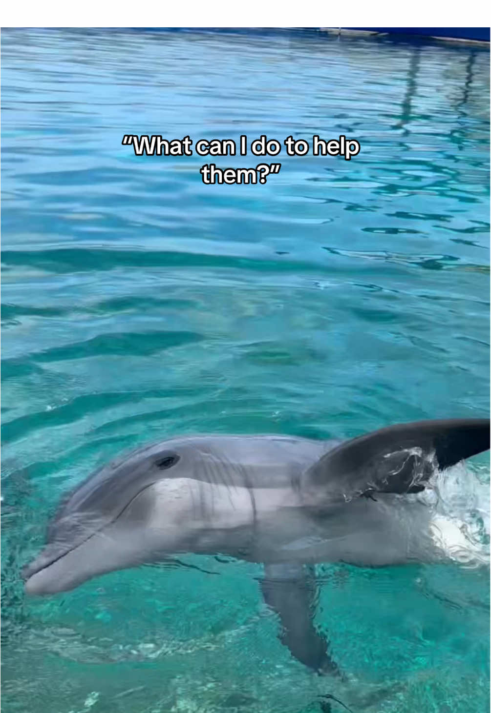 Inspiring conservation through their appreciation, everyday. Connection fosters protection!