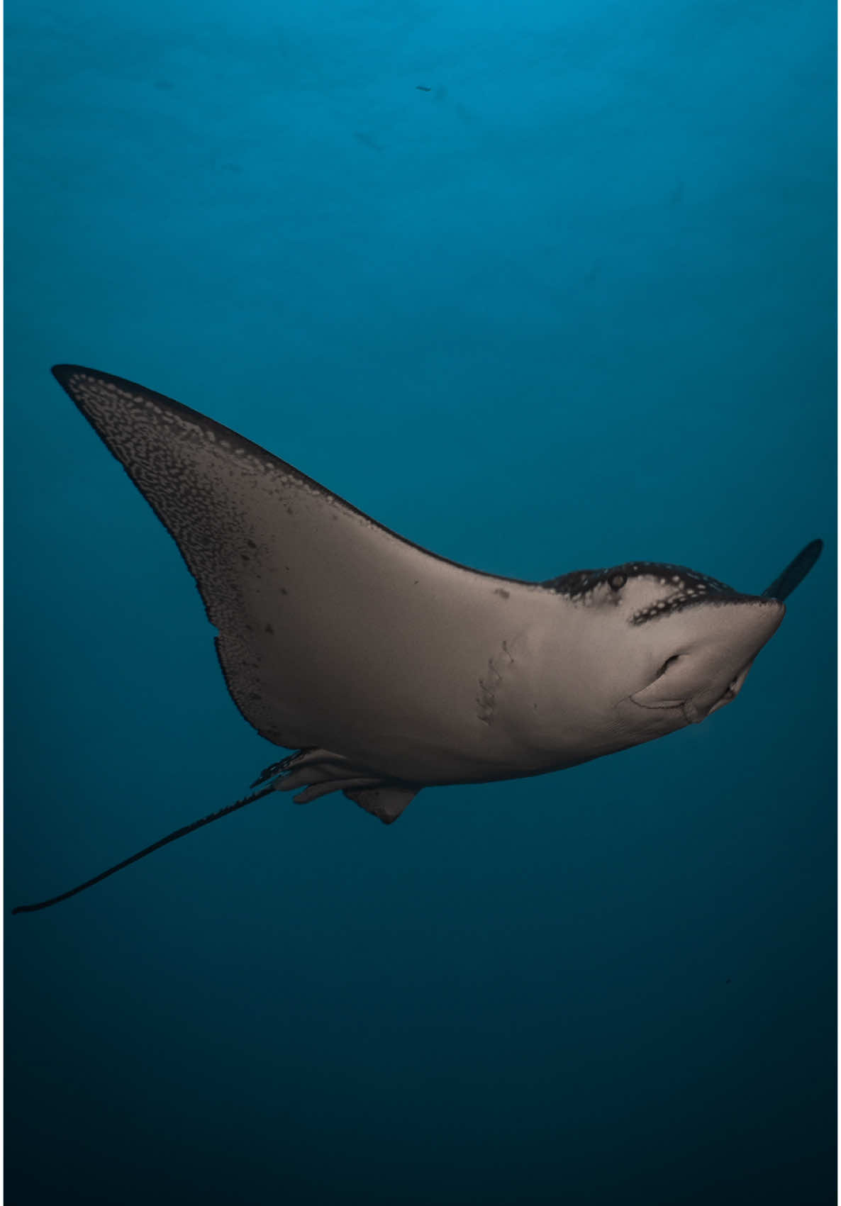 🌊✨ ¡Miren quién apareció durante una de nuestras inmersiones recientes! La raya águila (Aetobatus narinari) es una de las especies más elegantes del Caribe. Con su cuerpo lleno de puntos blancos y su forma de “volar” bajo el agua, siempre deja a todos los buzos sin aliento. 😍🤿💙 Últimamente se están dejando ver mucho en nuestras salidas… y cada encuentro es simplemente mágico. ¿Te imaginas ver una así en tu próxima inmersión? 💙 Ven a vivir la experiencia de bucear en San Andrés y déjate sorprender por estos increíbles encuentros. 📅 Agenda tu próxima aventura con nosotros 📍HANS DIVE SHOP 📲 +57 323 4544764 #BuceoSanAndrés #RayaÁguila #AventuraSubmarina #DiveWithUs #ViveElAzul