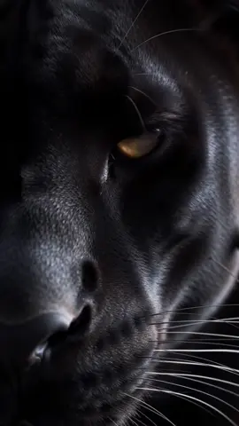 Live wallpaper 2025 [high-contrast digital artwork of a black panther’s face emerging from deep darkness] #dark #wallpaper #wallpapers #livewallpaper #panthers #wallpaperlive4k #wallpaperlive 