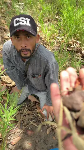 เก็บเห็ดแบบนี้ได้มื้อละสิบล้อแท้😂 #ทิดหลอด #วัยรุ่นป่าไผ่ #ตัวตึงสกลนคร #จุ๊บๆเบบี้ #fyp #CapCut #ทิดหลอดปอดแต่ง 