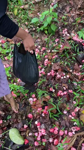 #jambu #panen #jambuair #sunda  #if  #fypシ゚ #beranda #sundayfunday #sunday #kampunghalaman 