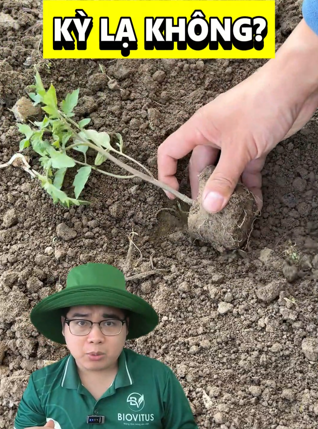 Cà chua nên trồng nằm hay trồng đứng? #biovitus #emtungnongdan #càchua 