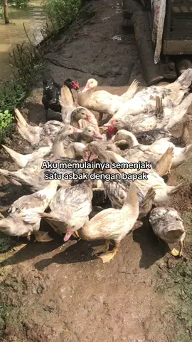 😄 #peternakan #fyp 