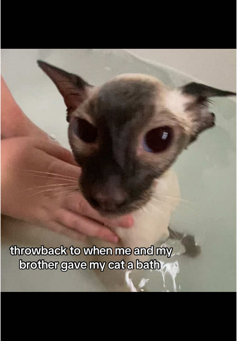 @jcharwatkins meow. #cat #siamese #modernsiamese #meow #bath #catbath #chocolatepointsiamese #throwback #fyp #foryou #foru 