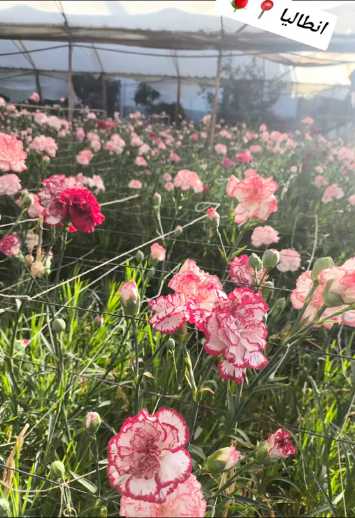 موسم الورد  🌹#انطاليا #منبج #07 #fyp #مالي_خلق_احط_هاشتاقات 