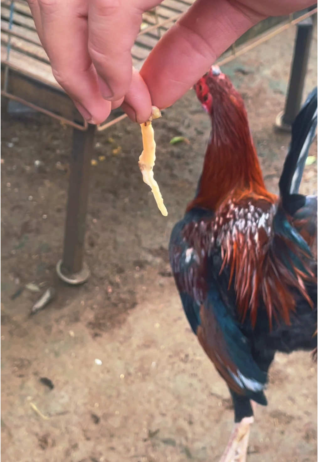 Sembuhkan ayam dari cacingan