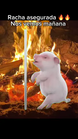 #viralvideos #tiktokviral #iconic #activa #🐖🐖🐖 #🐷 #rach #racha #trends #baile 