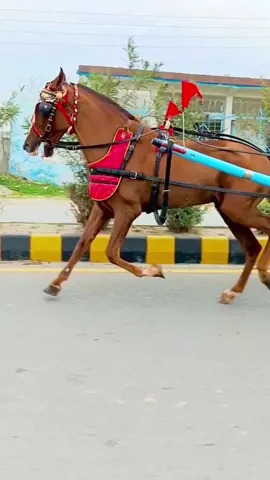 #horselover #horse #beautifull #unfreezemyacount #fouryourpage #trendingvideo #race #1m 