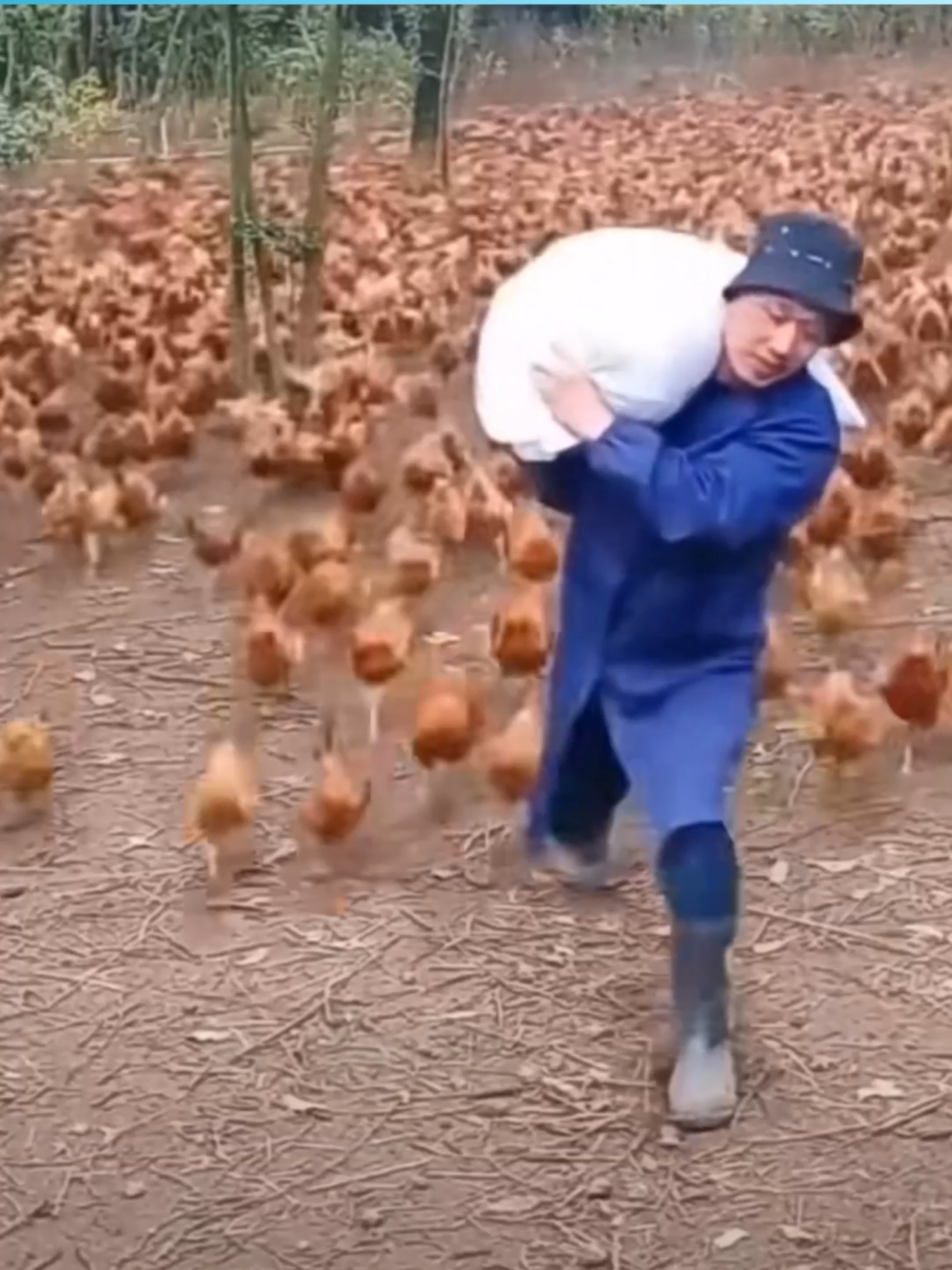 Goldking USA - Rahsia emas untuk ternakan sihat, cepat membesar, untung berlipat ganda! #tiktok #trending #fyp #viral ##goldkingusa #BajaBuah