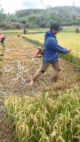 Cara cepat memanen batang padi menggunakan mesin khusus ini #fyp #trending #viral #reels #shorts #vod #fbpro #facebookpro #pemula #pertanian #agriculture #farming #perkebunan #kebun #gardening #garden #harvesting #berkebun #tips #kreatif #ide #inspirasi #padi 