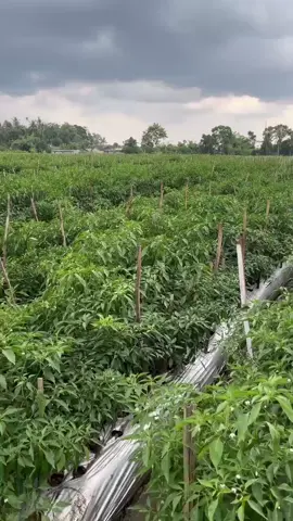 #petaniindonesia🇮🇩🇮🇩🇮🇩🌿🌿fyp #petaniindonesia🇮🇩🇮🇩🇮🇩🌿🌿 #cabaimerah #cabemerahbesar #budidayacabai #tanamancabai #budidayacabe #cabai #petanisukses💪🌾🌿 #petanicabai🌶️🌶️🌶️ #petanimilenial #petanimuda #cabaimerahbesar #petanicabaiindonesia #petanibanyuwangi 