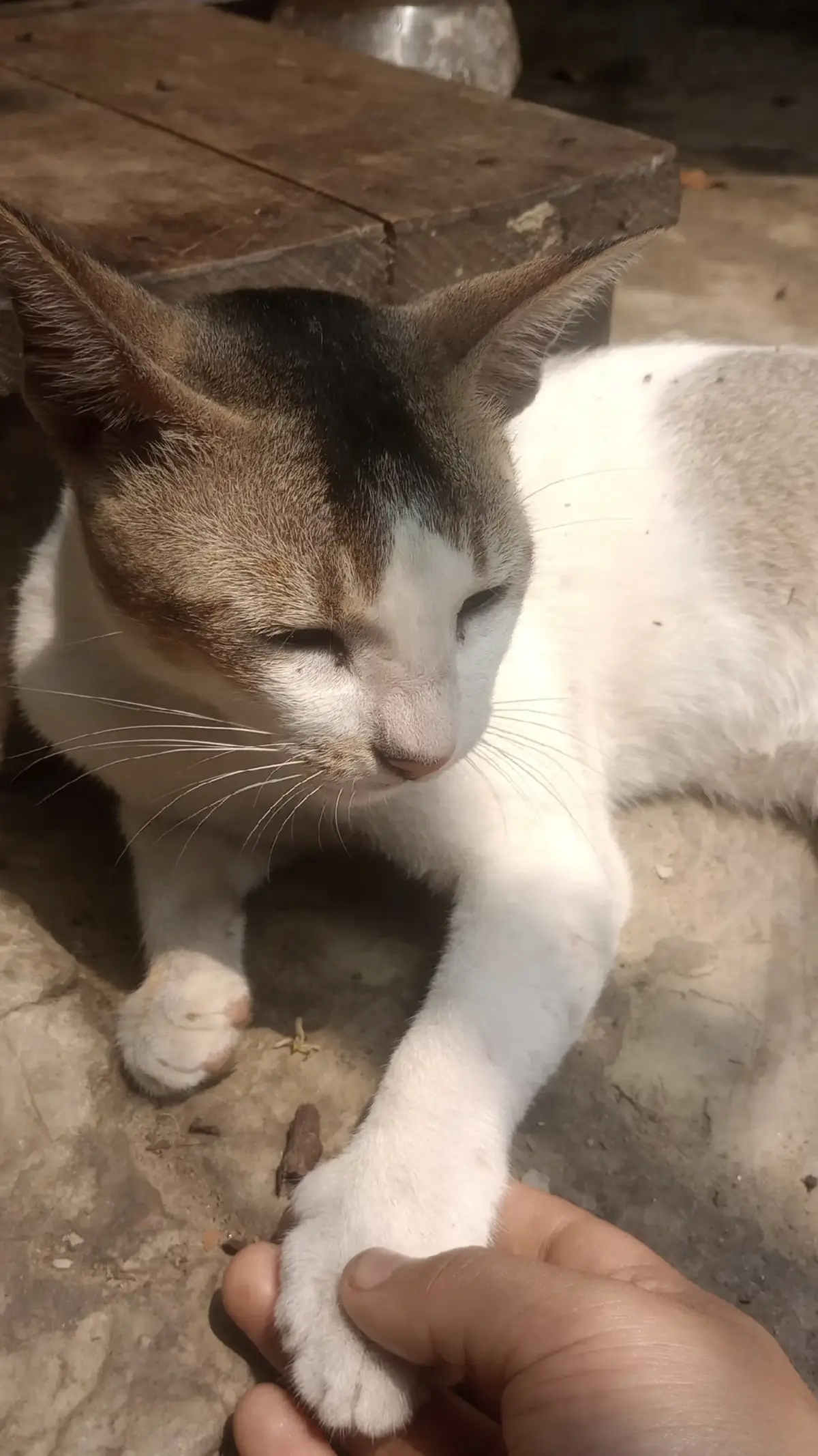 দুঃখ ভুলতে বিড়ালই যথেষ্ট.....☺️☺️