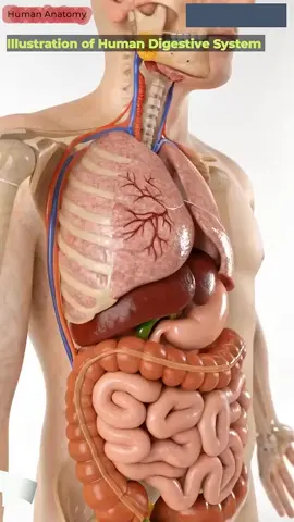 Illustration of Digestive System Animation | Gut AI Art | 13#digestivesystem #SedentaryLifestyle #HealthRisks #MoveMore #HealthyHabits #aff 