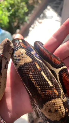 #fyp #fyppppppppppppppppppppppp #foryou #iraq #الشعب_الصيني_ماله_حل😂😂 #explore #العراق 