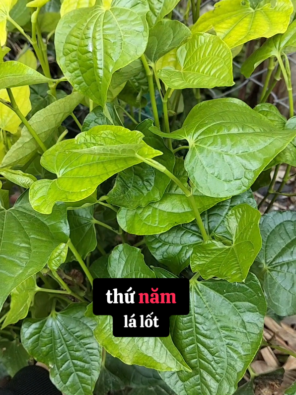 Lá lốt kết hợp với những thứ này 