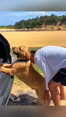 Funny animals  😂😂 #pet #cat #dog #cute #animals #foryou #typ